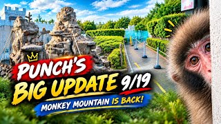 Punch's Big Update 9/19: Punch & The New Rule At Ichikawa Monkey Mountain - Monkey Mountain Is Back!