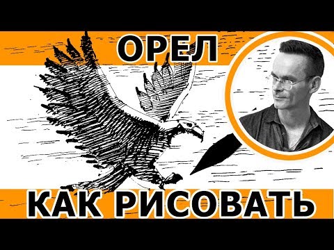 Как нарисовать орла за 10 минут. Рисование поэтапно, для начинающих. Скетчинг. Кичигин Эдуард