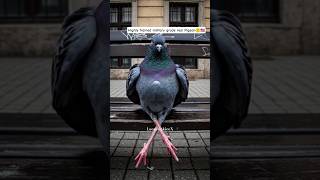 🦅Military grade trained Pigeon #shorts #viral #military