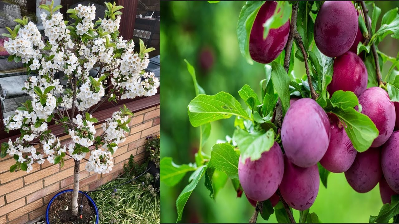 Plum Plant Flowering Secrets – Grow Healthy & Juicy Fruits Naturally!