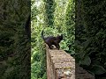Playful Black Kitten on Garden Wall 🐱🌿 | Cute “Meow” Moment