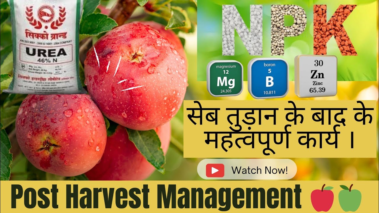 🍎🍏 सेब तुड़ान के बाद सबसे जरूरी कार्य । Tips for Healthy Orchards🌳Post Harvest Management in Apples🍎🍏
