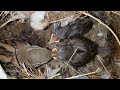 lnsight Video of the 12th day after the baby sparrow hatches.