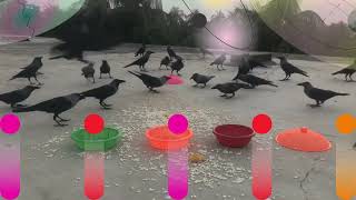 Crows Calling To Each Other For Helping | Crow In Flight by Realistic Animal Sounds 38 views 3 months ago 2 minutes, 55 seconds