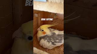 Why a parrot beak cut off ?