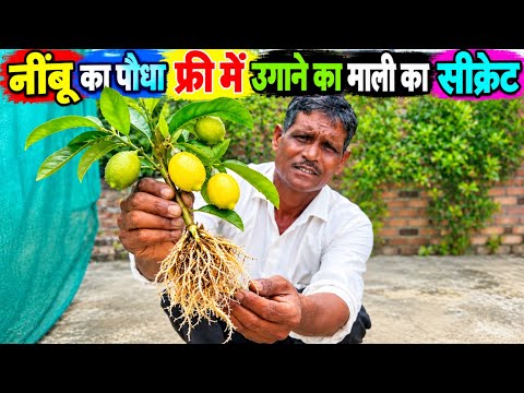 नींबू कटिंग से उगाने का माली का सीक्रेट #LemonPlant #LemonCutting #Gardening #HomeGardening