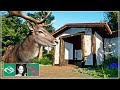 🐘 Fallow Deer habitat | City Zoo | Planet Zoo |