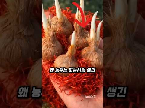 마늘처럼 생겼는데 가격이 미쳤습니다