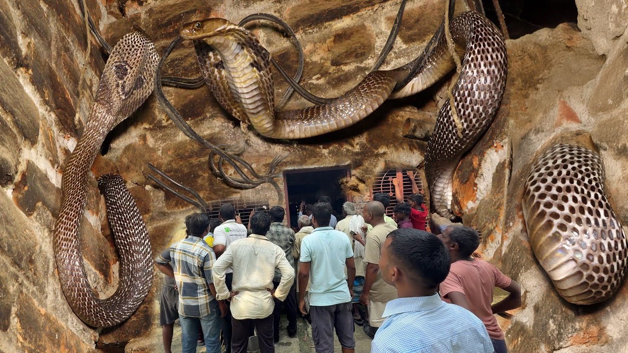 आप सोच भी नहीं सकते कहां छुपा था, Venomous Cobra Snake Rescue in India