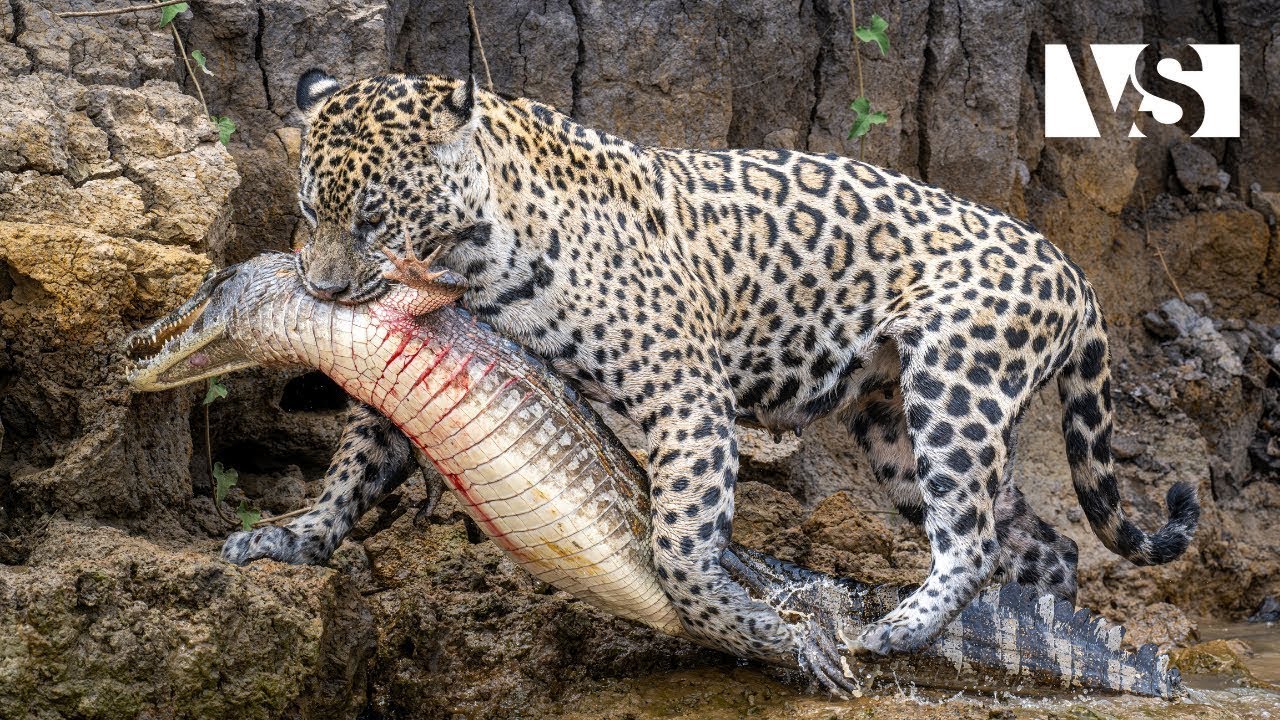 AMAZONIA SĂLBATICĂ | Prădători Silențioși în Cea Mai Deasă Pădure Tropicală din Lume – Documentar