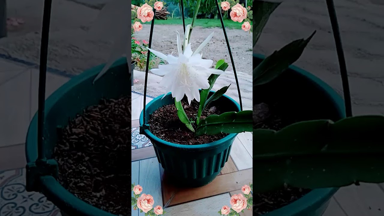  Bunga  Wijaya  Kusuma  mini YouTube