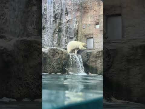 ホッキョクグマ　夜の旭山動物園 / Polar Bear in Asahiyama Zoo.