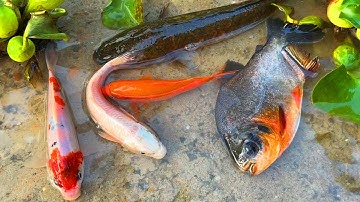 Bắt con cá chép vàng, cá chim, cá sộp, cá rô đồng - các loại cá