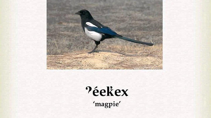 CTUIR Language Program: Nez Perce Animals