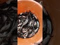 #shorts #pangasfishseeds Pangas Fish Farming | Fish lovers | Pangas fish | Aqua factory