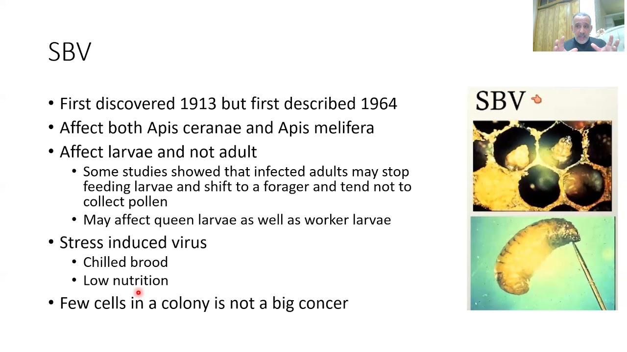 اضاءة: فيروسات النحل (ح7) فيروس تكيس الحضنة