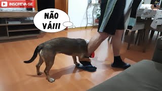 CACHORRINHA chamando ATENÇÃO