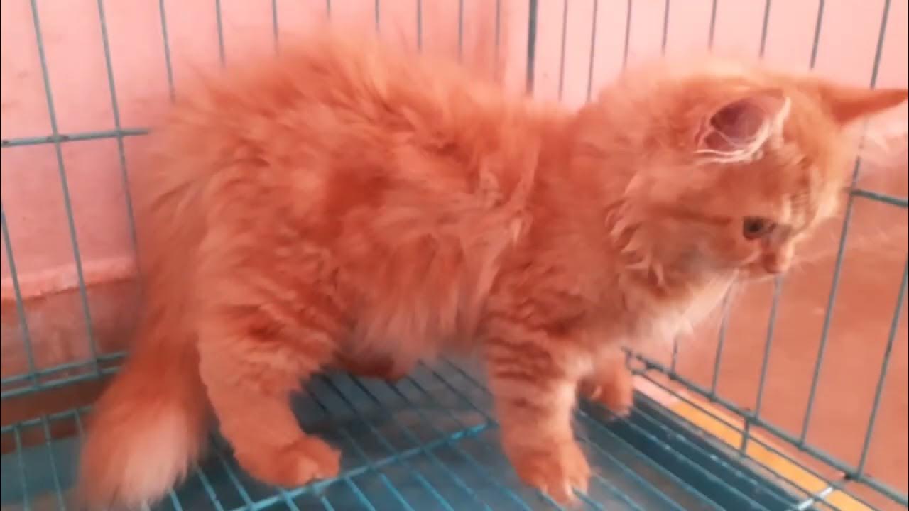 Ginger colour Female triple coat available contact Royal Persian