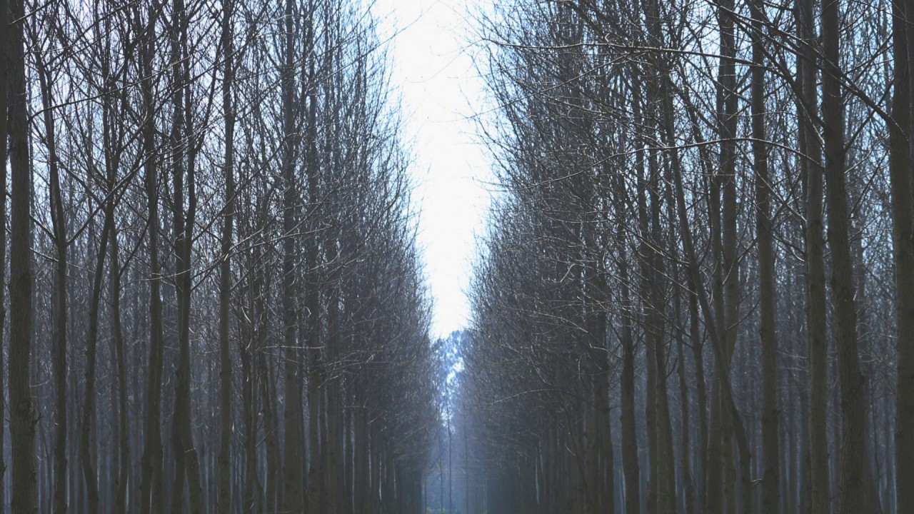 Tuvaband: Trees (Federico Monachesi AKA Apocrypha Bootleg)