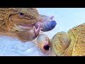 Asian Bullfrog Eats Big Palm Tree Worms! Asian Bullfrog Live Feeding