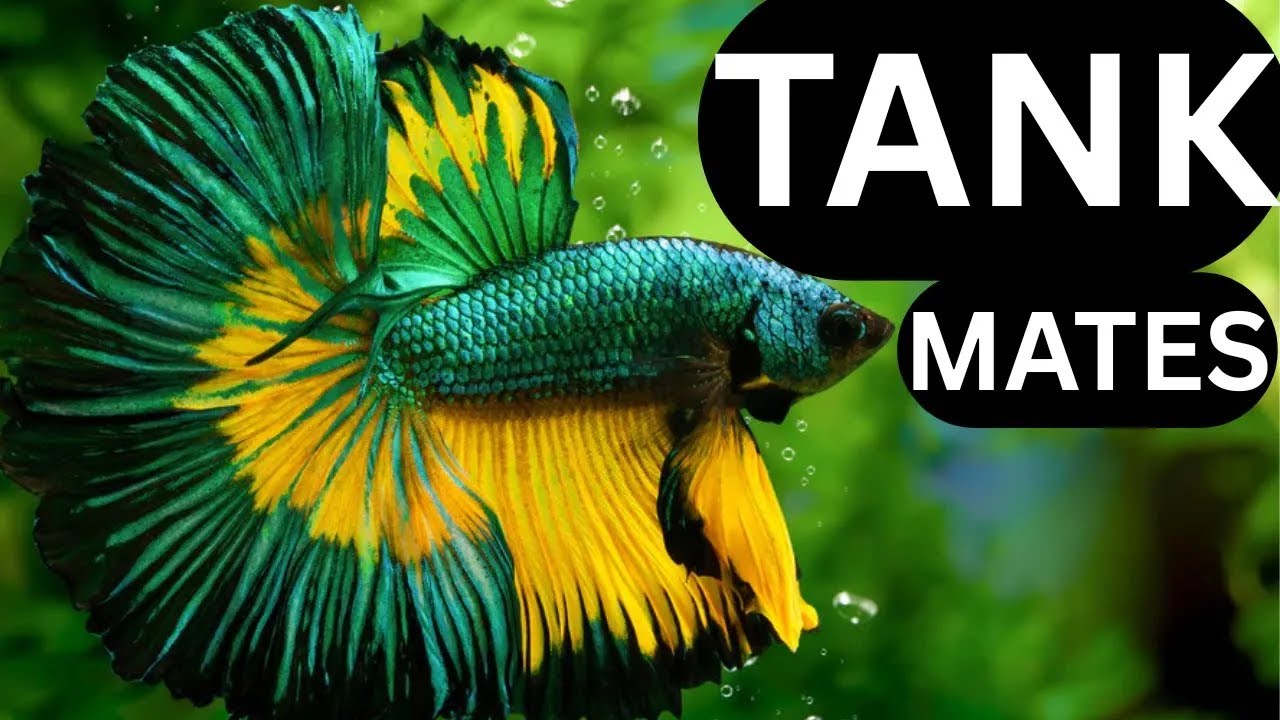 7 идеальных соседей по аквариуму для вашей петушиной рыбки (они действительно уживаются!)