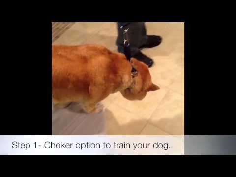 ring-go-collars:-step-1---choker-option-to-help-train-your-dog