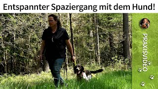 Entspannter Spaziergang mit dem Hund! ➡ Praxisvideo ✔