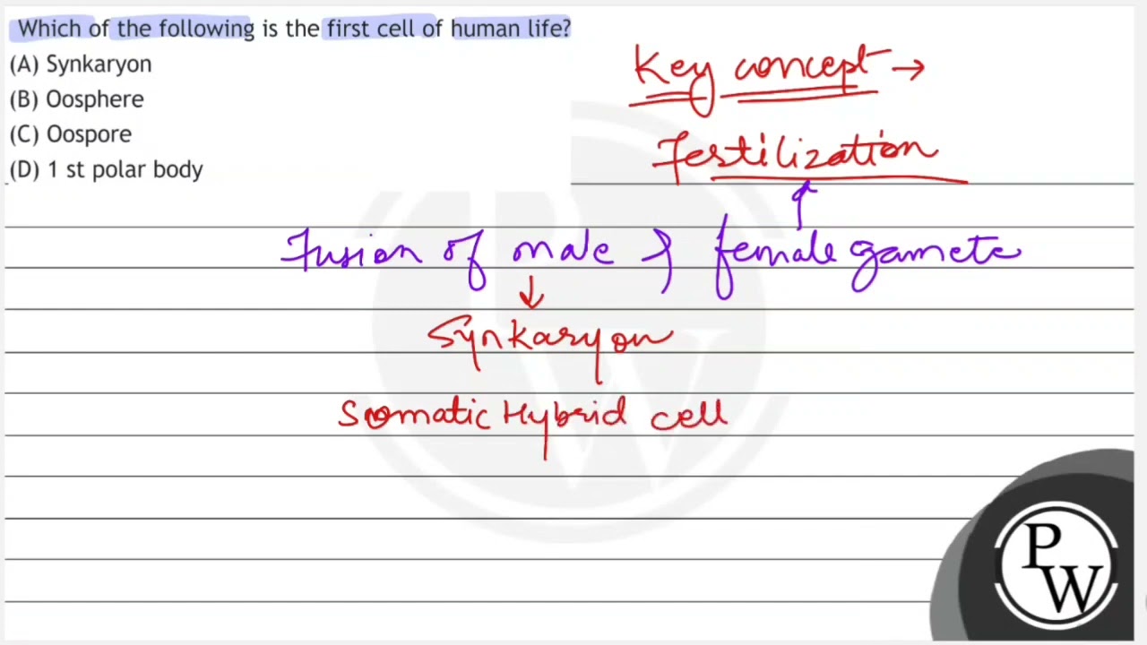 Which of the following is the first cell of human life?
(A) Synkaryon
(B) Oosphere
(C) Oospore
(...