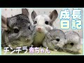 チンチラ赤ちゃん誕生！可愛すぎる成長記録！ Chinchilla baby growth record！