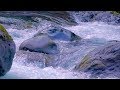 River Sounds for Sleeping, Studying or Relaxation | Water White Noise 10 Hours