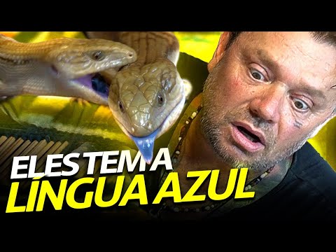 Vídeo: O lagarto de língua azul derrama?