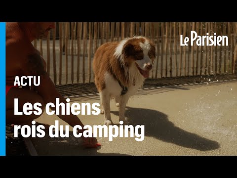 Vidéo: 12 conseils de sécurité de camping pour les chiens