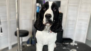 Murray  Springer Spaniel Dog Grooming