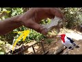 Armando Visgo Para Pegar Passarinho visgo de gameleira - net bird trap