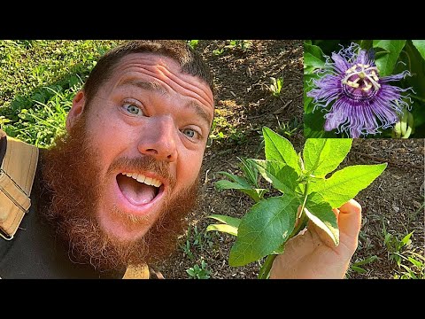 Video: Transplanting Passion Flower Vines - How And When To Move A Passion Flower Vine