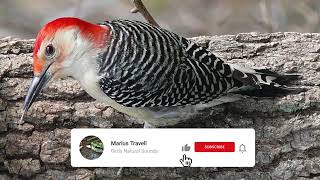 Red bellied Woodpecker Bird Sound, Bird Song, Bird Call, Bird Calling Chirps, Listen Birds Chirping