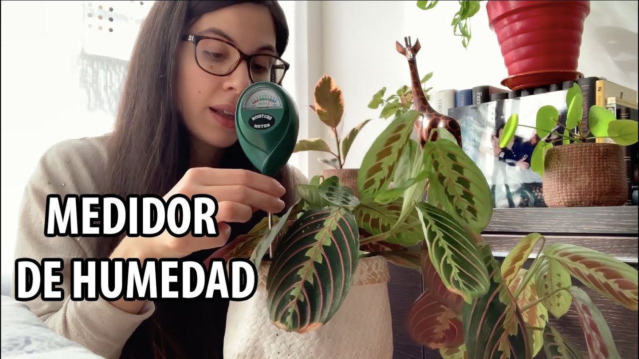 Cómo saber cuándo regar las plantas de interior? ¡Ayúdate con un medidor de  humedad! 