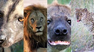 Predators of Kruger National Park - Lions, Leopards, Hyenas, Wild Dogs