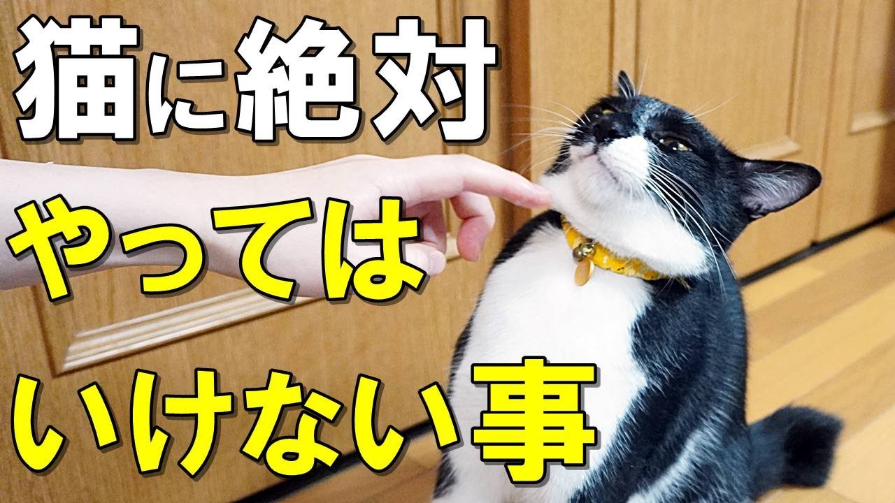 専門家が警告】猫のしつけで絶対にやってはいけないこと！飼い主のよく