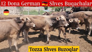 Tozza Shves Buqachalar Sotiladi 12 Dona 1Dona Simmental Buzoq Bonus
