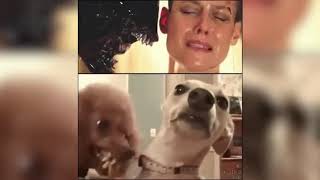 Komik Video Komik Hayvanlar Gülme Garantili Videolar 7