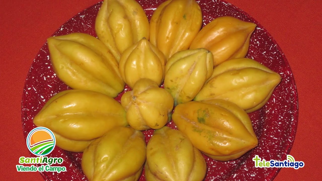 La Papayuela PARTE III | SantiAgro #CanalTelesantiago 23 Marzo 2022