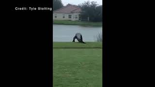 Giant alligator crosses Florida golf course.