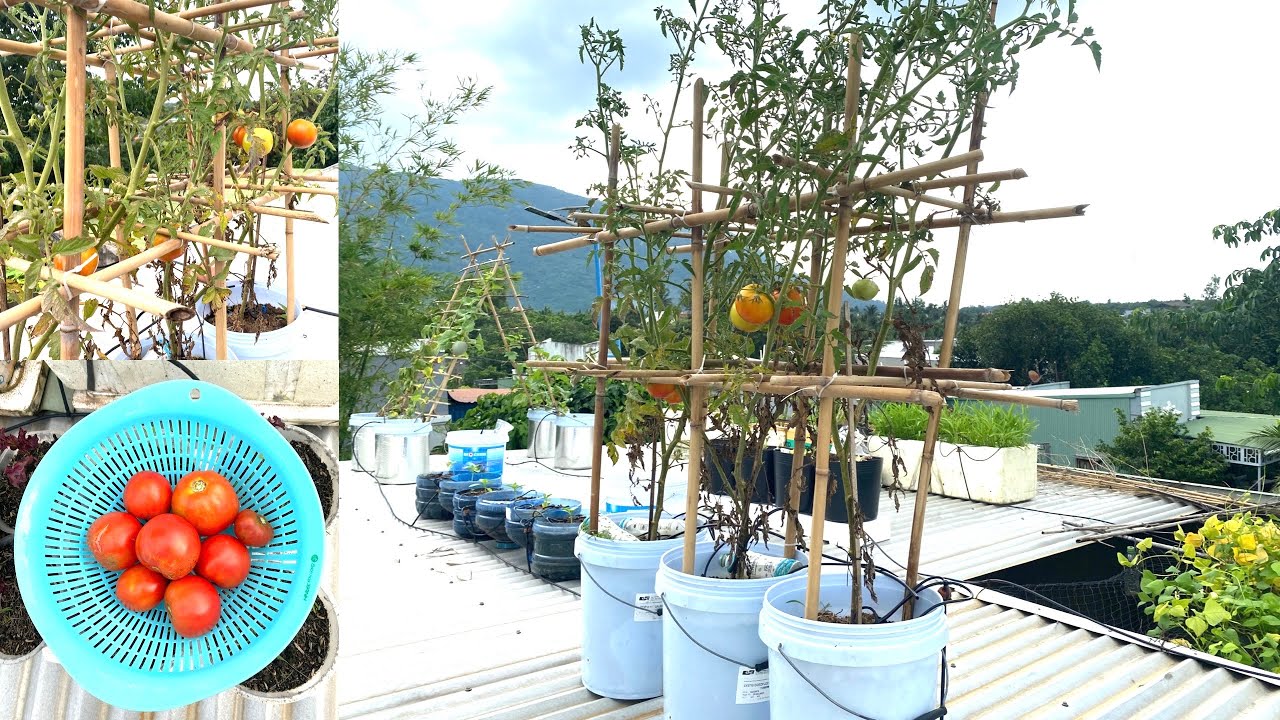 How to grow tomatoes in plastic paint buckets on the roof for high