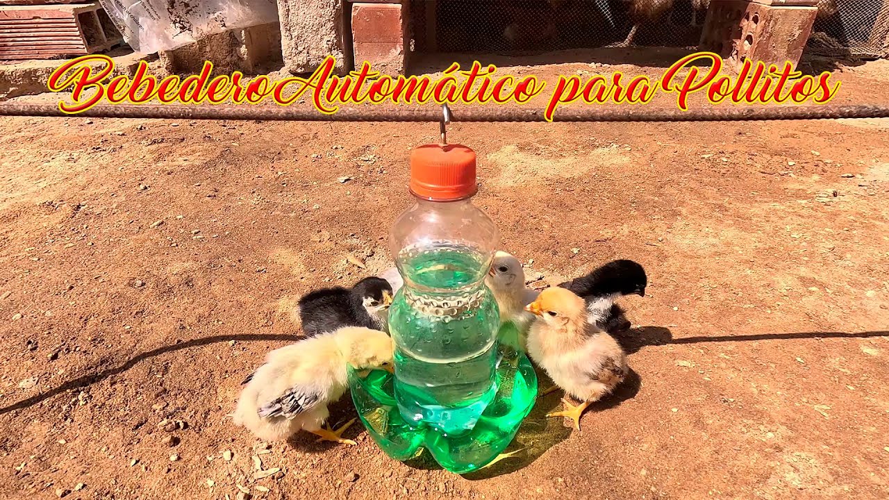 Mira este Excelente invento casero hecho solo con botellas descartables ♻️. Un Bebedero Automático.