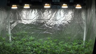 8-11-2018 Rapid LED Tent Update - Fader Actual, Dark Dreams, Mendo Ape OG, Married With Children!