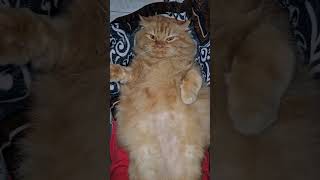 menul menul #cat #kucing #fatcat #kucingoyen