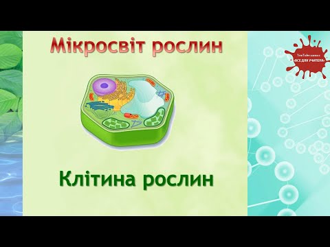 Клітина рослин