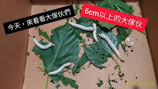 壹圓蠶寶寶日記27，看看5齡蠶