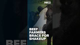 Beef farmers brace shakeup